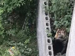 國慶節馬戲團幼虎出逃，警察持鋼叉合圍